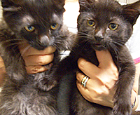 里親募集:生後2ヵ月半くらいの黒猫の男の子と女の子