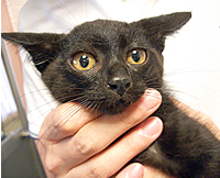 里親募集:生後2ヵ月くらいの黒猫の男の子