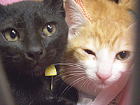 里親募集:5月生まれの黒猫の男の子、茶白の男の子