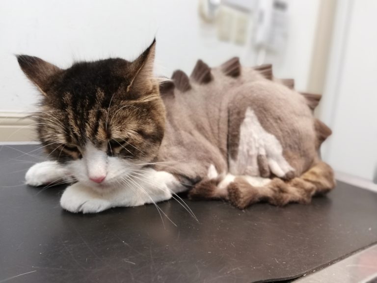 うえのえみ ブローチ ネコ 恐竜 猫 一番古い生物 うえのえみ ネコ 恐竜 2 絶滅した動物 猫