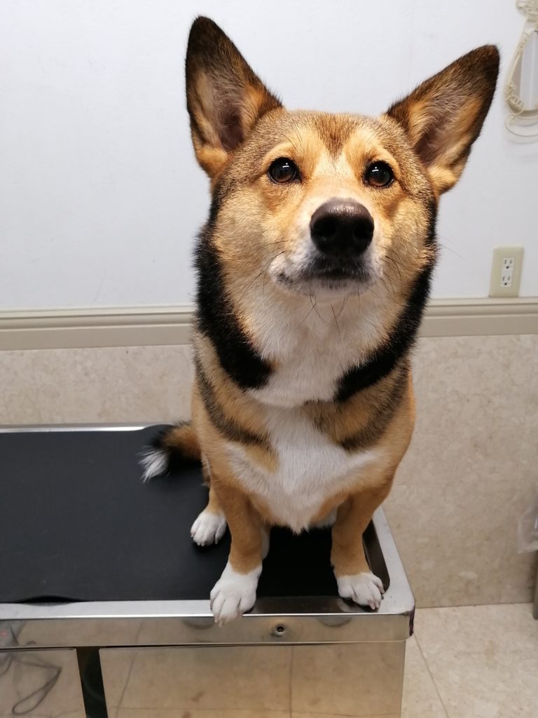 柴×コーギーミックス犬のひめちゃん 明大前動物愛護病院